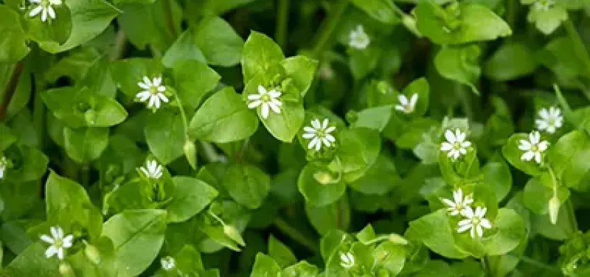 chickweed