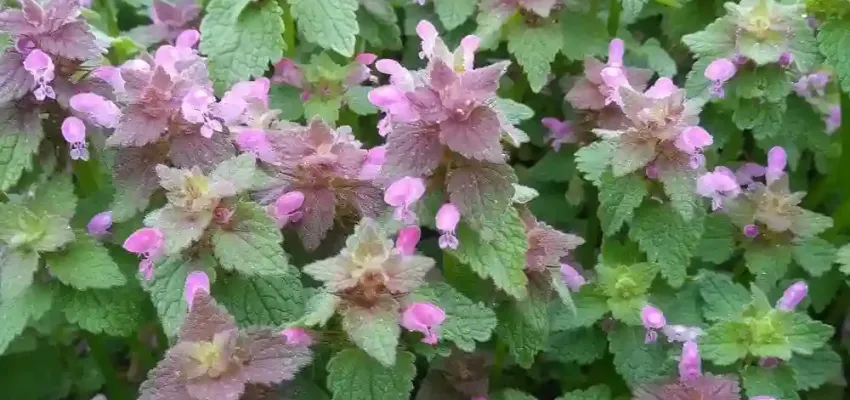 Purple deadnettle