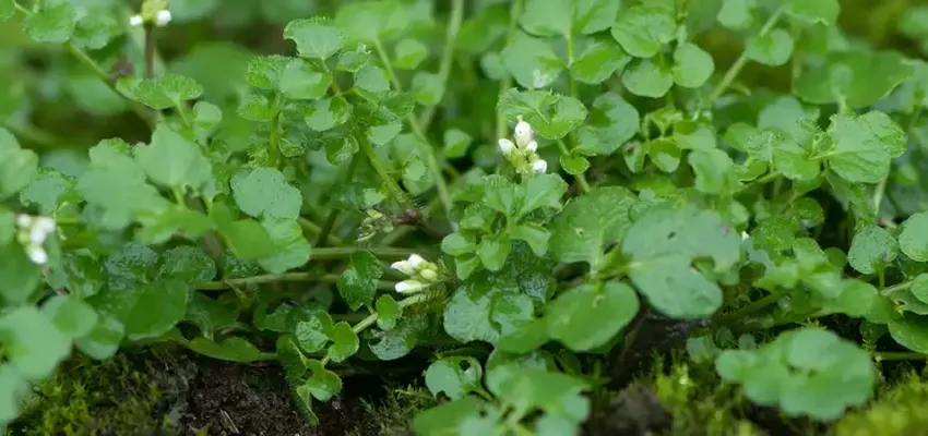 hairy bittercress