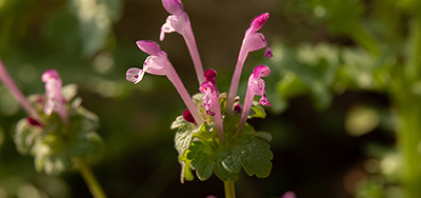 Henbit
