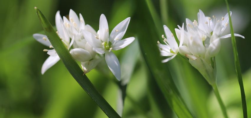 wild garlic