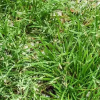 Poa Annua (Annual Bluegrass)