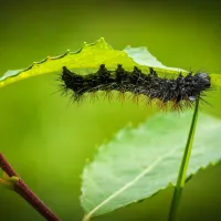 caterpillar