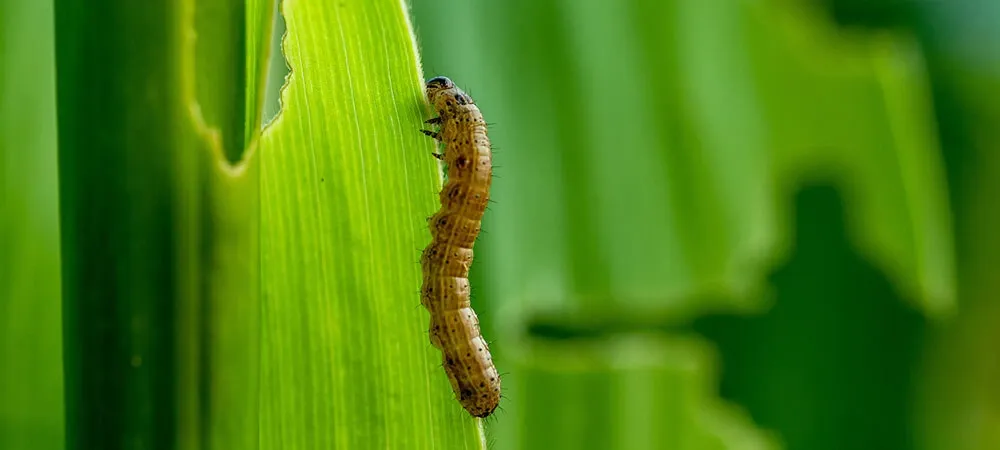 armyworm