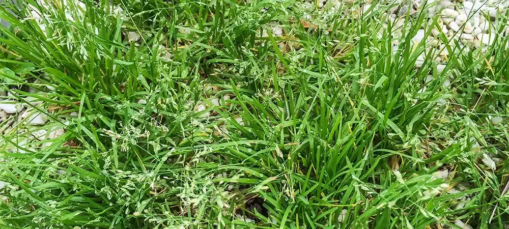 Poa Annua (Annual Bluegrass)