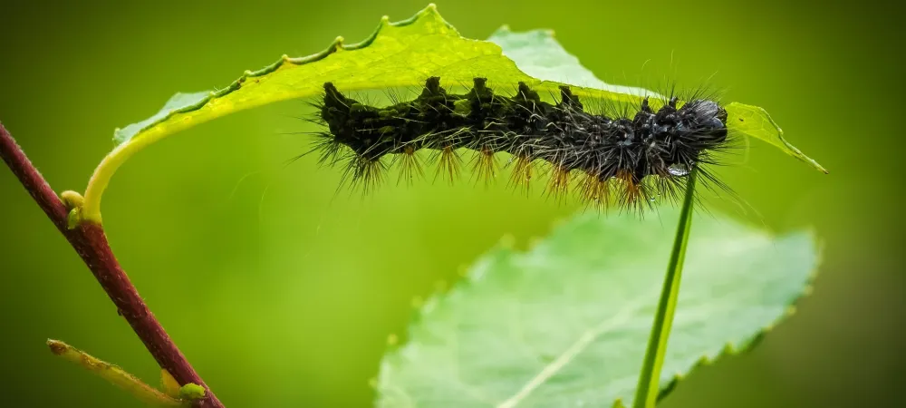 caterpillar