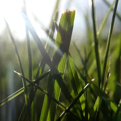 grass