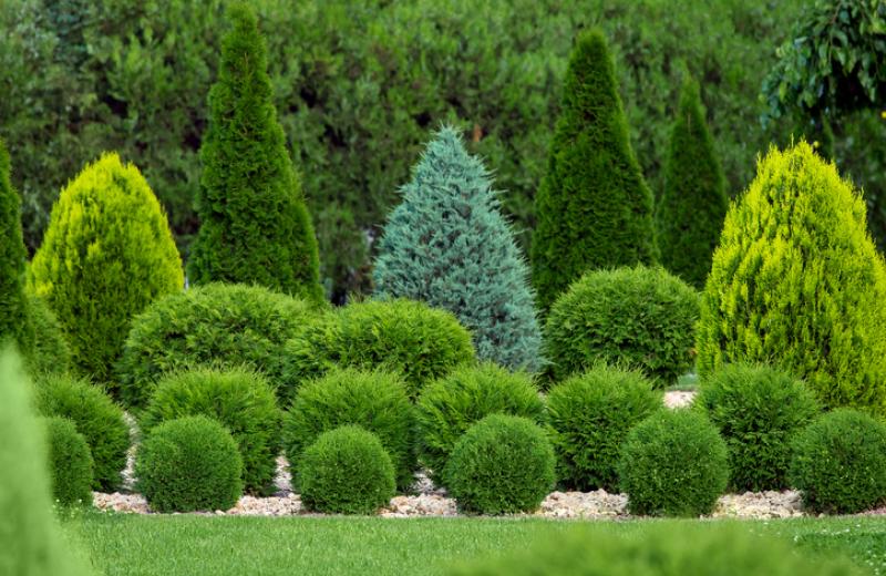 vibrant green trees