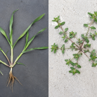 crabgrass next to goosegrass