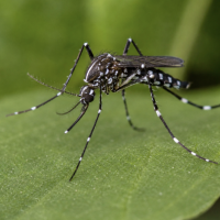 Asian Tiger mosquito on leaf