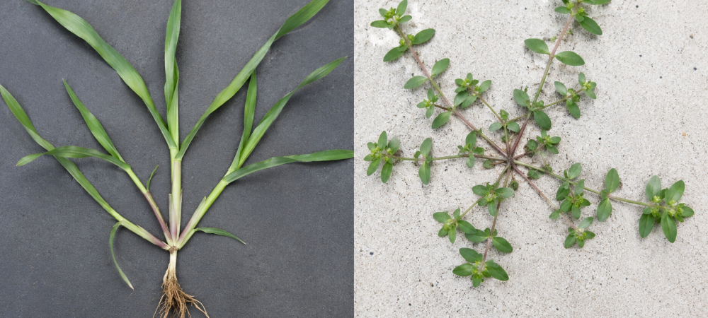 crabgrass next to goosegrass