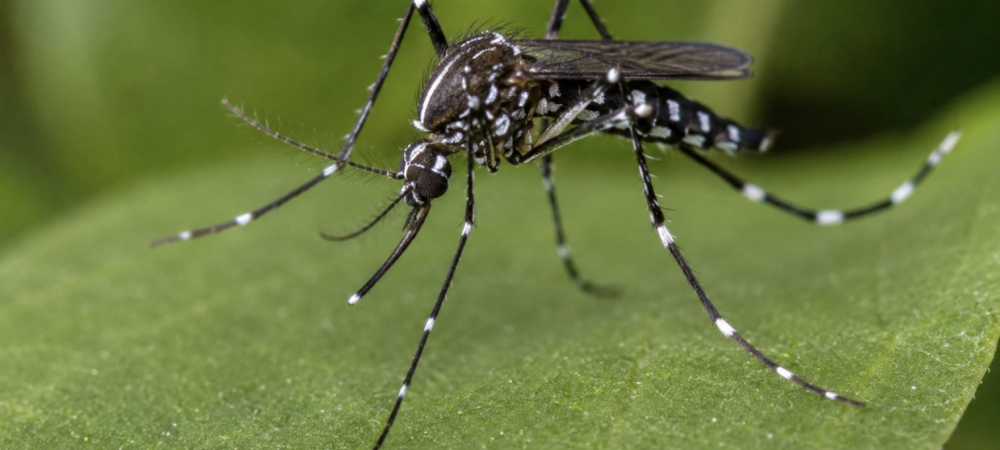 Asian Tiger mosquito on leaf
