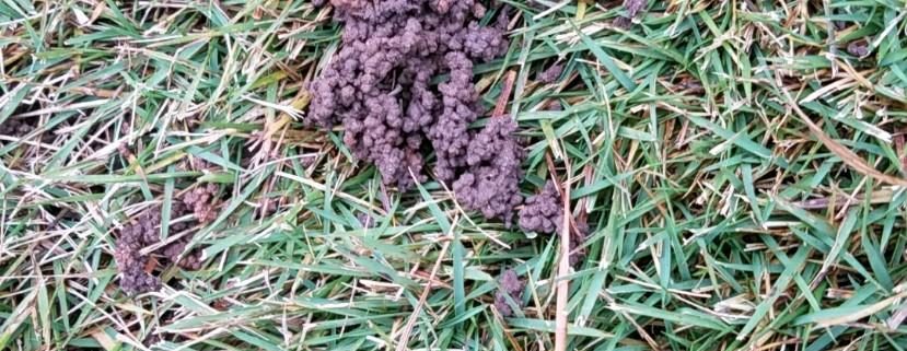 How To Reduce Worm Castings In Your Lawn Alliance Turf Shrub And Pest